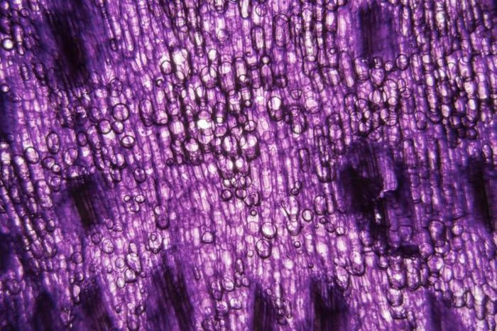 Kết cấu kỳ lạ này thực ra là hình ảnh phóng to của một loài thực vật. Đây là các tế bào của hoa tulip khi soi chiếu dưới kính thiên vi. Hoa tulip là loài hoa chỉ nở từ 3 - 5 ngày và có đủ các màu sắc như trong cầu vồng.