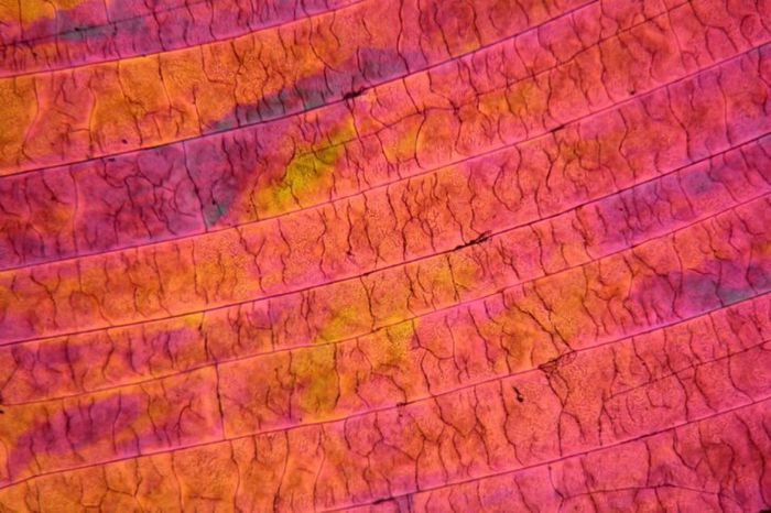 Lưu huỳnh là một trong một vài chất hóa học được tìm thấy ở dạng tinh khiết trong tự nhiên. Trong ảnh là tinh thể lưu huỳnh được quan sát dưới kính hiển vi. Trong cuộc sống, nhiều thực phẩm chúng ta sử dụng có mùi khó chịu (chẳng hạn như trứng thối) chính là do có chứa lưu huỳnh. Tuy nhiên, lưu huỳnh tinh khiết không có bất kỳ mùi gì.