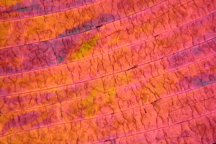 Lưu huỳnh là một trong một vài chất hóa học được tìm thấy ở dạng tinh khiết trong tự nhiên. Trong ảnh là tinh thể lưu huỳnh được quan sát dưới kính hiển vi. Trong cuộc sống, nhiều thực phẩm chúng ta sử dụng có mùi khó chịu (chẳng hạn như trứng thối) chính là do có chứa lưu huỳnh. Tuy nhiên, lưu huỳnh tinh khiết không có bất kỳ mùi gì.