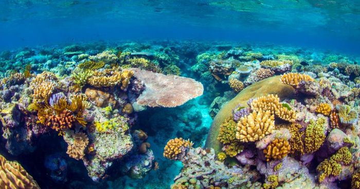 Được biết đến như một trong những địa điểm đẹp nhất thế giới, rạn san hô Great Barrier hiện đang phải đối mặt với những mối đe dọa do nhiệt độ nước biển tăng, ô nhiễm nguồn nước, đánh bắt cá khiến cho rạn san hô ngày càng bị xói lở. Đặc biệt, tình trạng tẩy trắng san hô ngày càng trầm trọng hơn do biến đổi khí hậu gây ra bởi con người, khi các đại dương phải hấp thụ khoảng 93% nhiệt lượng gia tăng của Trái Đất. Ảnh: Rạn san hô Great Barrier ngày càng bị đe dọa bởi biến đổi khí hậu. (Ảnh: portdouglasmeridian).
