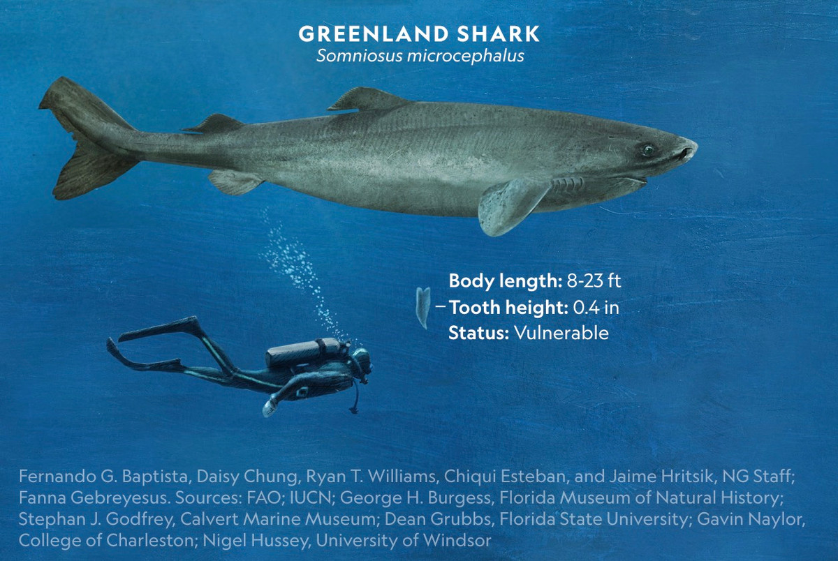 Loài cá mập thọ nhất thế giới: Sống trăm năm mà vẫn chưa dậy thì! - Hình 3 Loai ca map tho nhat the gioi: Song tram nam ma van chua day thi!-Hinh-3