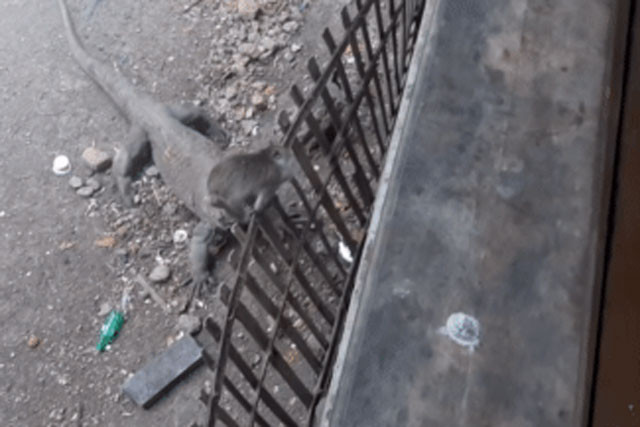 Khi treo len hang rao van khong thoat khoi con rong Komodo khat mau