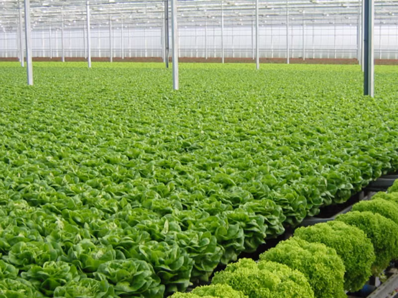 Sử dụng thực phẩm hữu cơ. Không ít trái cây, rau xanh trước khi được bày bán trên thị trường đã được tẩm thuốc bảo quản, sử dụng thuốc trừ sâu nhằm kích thích tăng trưởng. Ăn những thực phẩm này là cách nhanh nhất đầu độc cơ thể mình. Chính vì vậy, để đảm bảo sức khỏe, bạn nên lựa chọn các loại thực phẩm hữu cơ tại các cơ sở kinh doanh có uy tín.