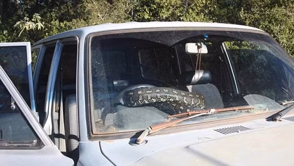 Con trăn nằm trong chiếc xe tới 5 ngày.