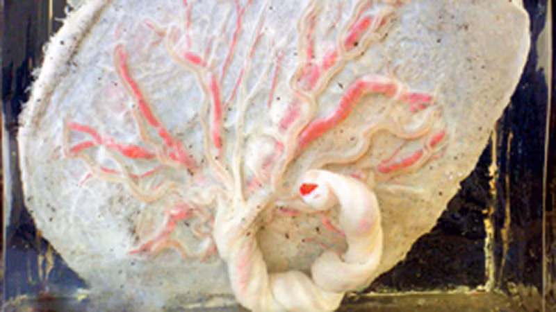 Người dân nước này tin rằng, nhau thai có nhiều chất dinh dưỡng giúp thai phụ tránh suy nhược, cải thiện nguồn sữa. Ngoài ra, nó cũng là nguồn nguyên liệu giúp tăng cường sinh lực, chống lão hóa hiệu quả. Cách chế biến chủ yếu để tận dụng nhau thai là nấu, ăn trực tiếp hoặc đem phơi khô, tán thành bột, bảo quản trong lọ kín và dùng dần.