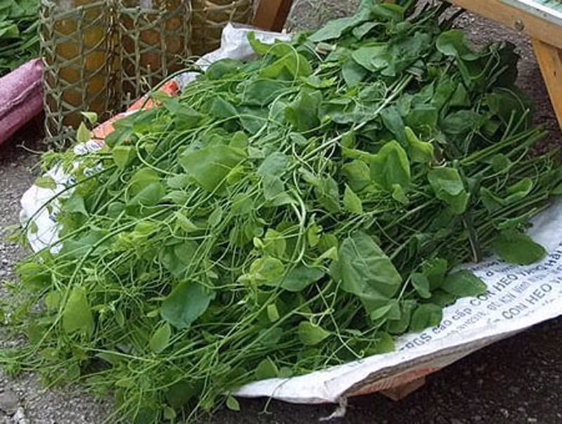 Không phải tất cả bò khai đều được tận dụng làm thức ăn. Các mẹ, các chị nơi đây chỉ chọn những chiếc lá hoặc ngọn non; đem về vò kỹ, rửa sạch để khử mùi khai rồi nấu canh.