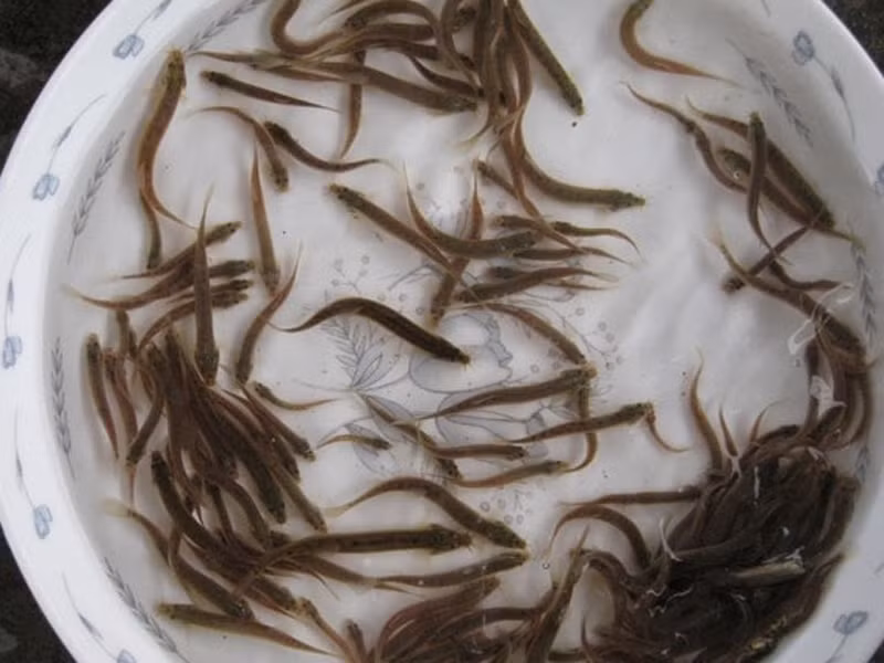 Khi mọi thứ đã sẵn sàng, người ta bắt đầu tăng nhiệt độ khiến lũ chạch hoảng loạn lao đi tìm chỗ trú ngụ.