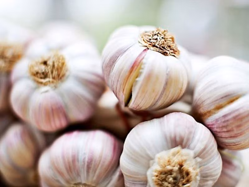 Tỏi. Theo dõi tình hình sức khỏe của phụ nữ Iowa cho thấy, những người ăn nhiều tỏi có nguy cơ mắc ung thư ruột thấp hơn 50% so với đối tượng ăn ít hoặc không ăn. Ngoài ung thư ruột, tỏi còn giúp ngăn ngừa ung thư vú, đại tràng, thực quản và dạ dày cực nhạy.