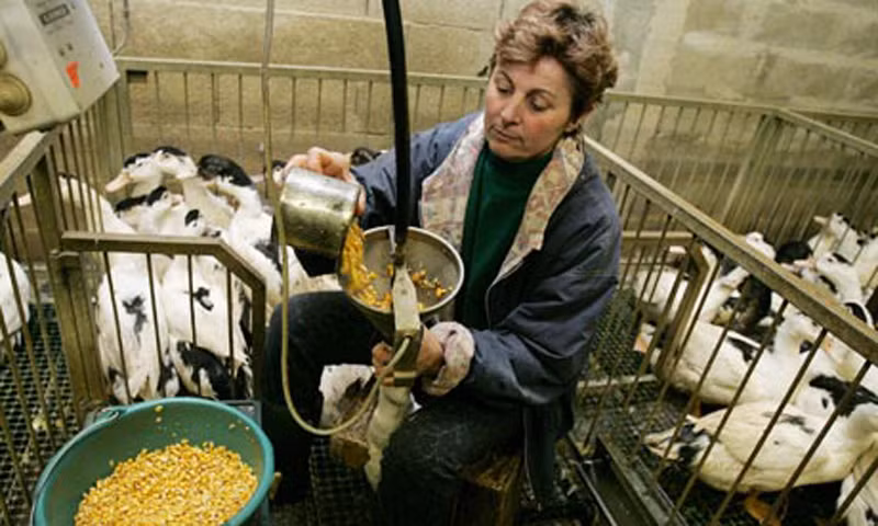 Để ép đàn ngỗng phải ăn khi chúng không có nhu cầu, người ta thiết kế một ống kim loại dài để đưa thức ăn xuống thực quản.