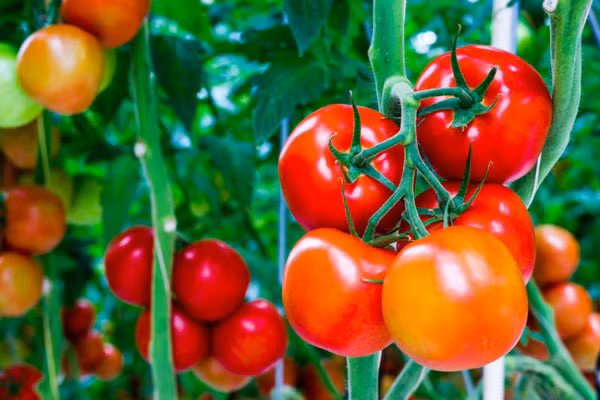 Cà chua, ổi, bưởi... là những thực phẩm có lợi cho người thiếu máu não. Ảnh minh họa.