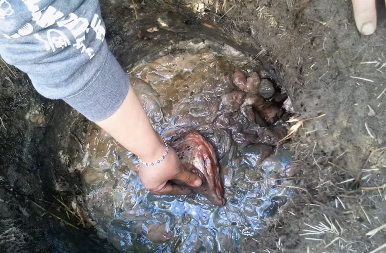 Khi thành phẩm, toàn bộ cá bị phân hủy, thối rữa và bốc mùi khủng khiếp.