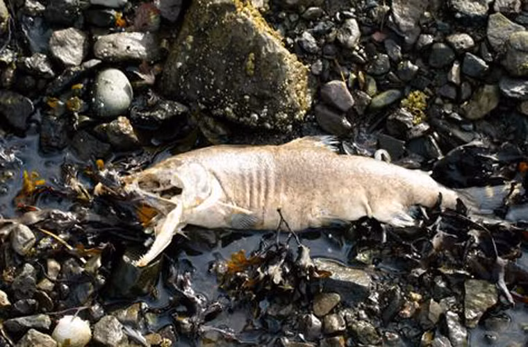 Với những người không quen, họ dễ nôn thốc tháo khi ngửi mùi stinkhead. Trong khi đó, nhiều người lại tỏ ra “nghiền”, thích thú với nó.