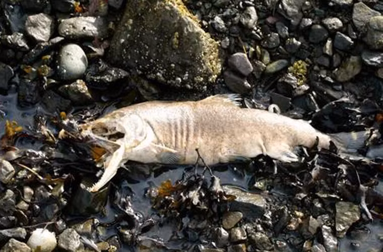  Stinkheads. Đây là món ăn truyền thống và là niềm tự hào của người Eskimo. Dù vậy, stinkheads khiến nhiều người phát khiếp vì cách chế biến có một không hai.