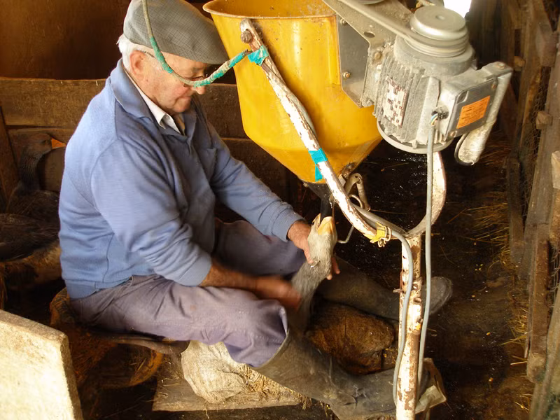 Thậm chí, đối với thức ăn dạng lỏng như dầu mỡ, người ta dùng một chiếc bơm nén khí bơm trực tiếp vào hệ tiêu hóa.