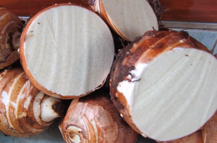 Thật vậy, các nhà khoa học khẳng định khoai môn chứa lượng lợi khuẩn probiotic cao hơn cả sữa chua. Tuy nhiên, để tận dụng nguồn lợi khuẩn này, bạn cần tiêu thụ các chế phẩm từ khoai môn. Khi đi vào cơ thể, chúng mang lại tác động tích cực cho bệnh nhân ung thư, giúp đường tiêu hóa khỏe mạnh.