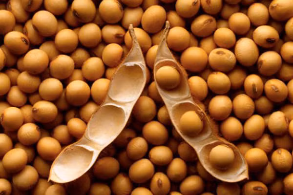 Mỗi ngày chỉ nên uống khoảng 1,5 cốc sữa đậu nành là phù hợp.