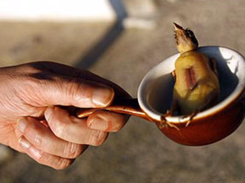 Đợi đến khi con vật dài tăng khoảng 2- 4 lần so với kích cỡ ban đầu với làn da vàng tái mép như quả ô liu, các đầu bếp sẽ “ra tay” nhấn chìm chúng trong rượu Armagnac, đợi chúng chết đuối và ngấm dần vị thơm ngọt của rượu.