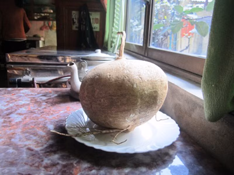 Củ đậu. Nên chọn những củ to vừa phải nhằm tránh gặp phải tình trạng xơ, ít nước. Ngoài ra, những củ đậu cuống nhỏ, vỏ nhẵn và hơi héo sẽ ngọt đậm hơn nhiều.