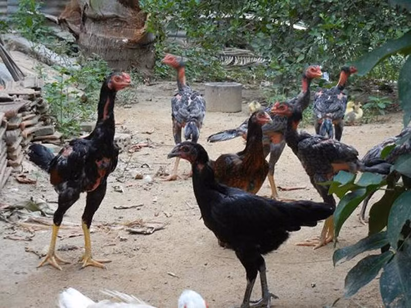 Gà bó xôi còn được gọi với cái tên dí dỏm “gà không lối thoát”. Để thịt gà ngọt mà không bị dai, bạn nên chọn loại gà đồi hoặc gà ta thả vườn với trọng lượng khoảng 1,3 đến 1,7 kg khi trưởng thành.