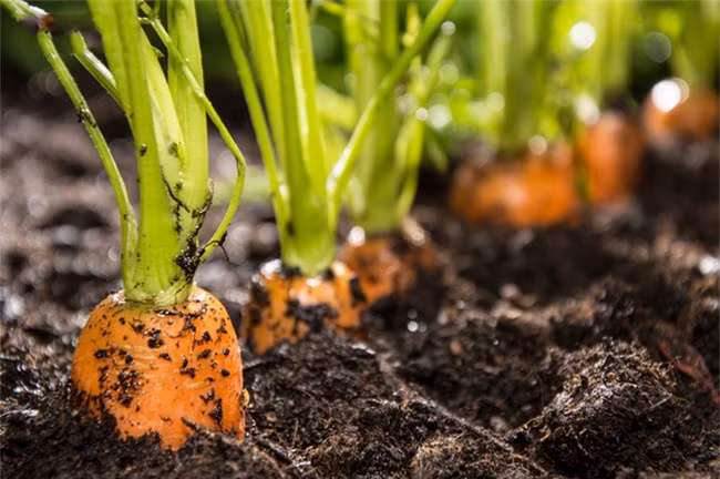 Thuc pham “den-vang-xanh” danh rieng cho nguoi gan yeu-Hinh-3