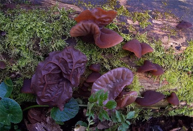 Thuc pham “den-vang-xanh” danh rieng cho nguoi gan yeu-Hinh-2