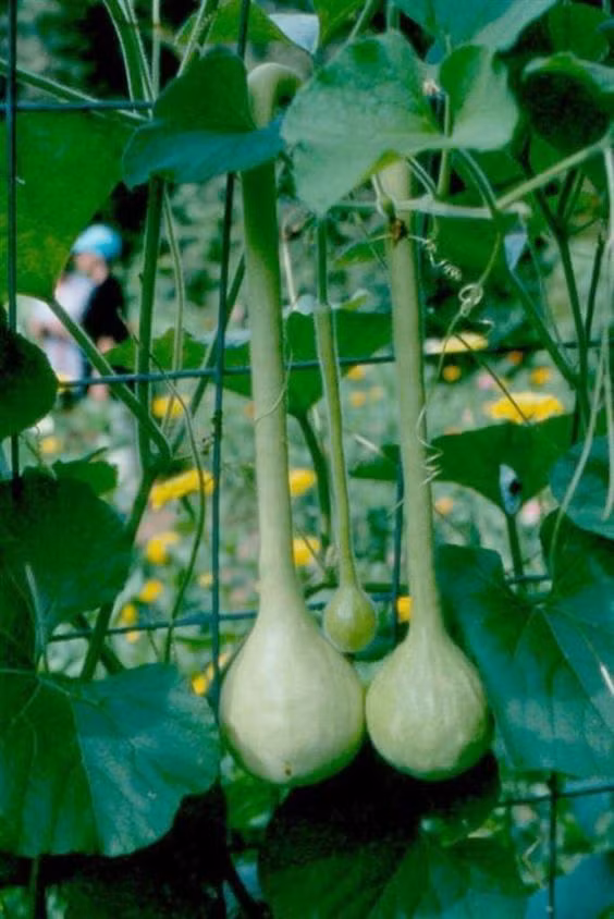 Loai rau cu co the chua doc to, gay hai cho suc khoe