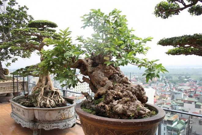 Cay oi “van nguoi me”, dai gia xuong tay tien ty de so huu-Hinh-2