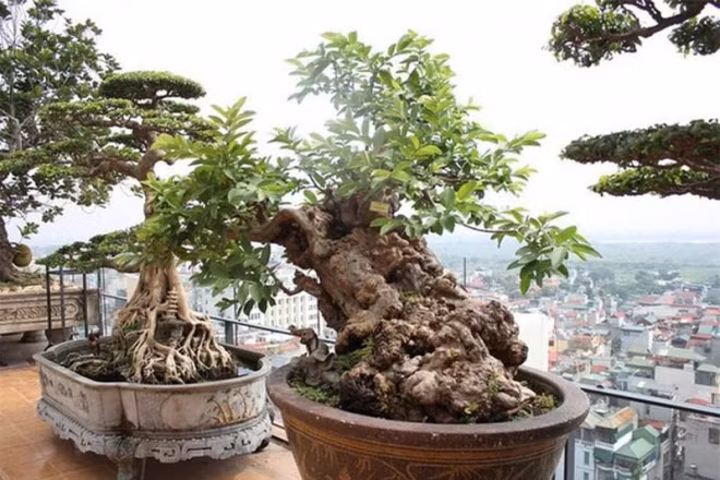 Cay oi “van nguoi me”, dai gia xuong tay tien ty de so huu-Hinh-2