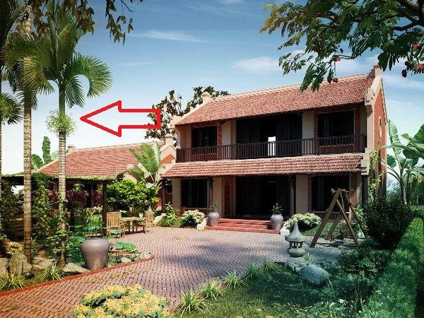 5 loai cay trong truoc nha ngheo kho, trong sau nha thi giau co-Hinh-3