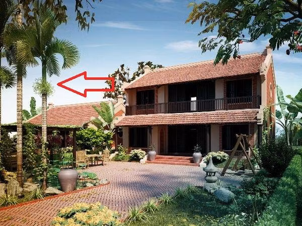 5 loai cay trong truoc nha ngheo kho, trong sau nha thi giau co-Hinh-3