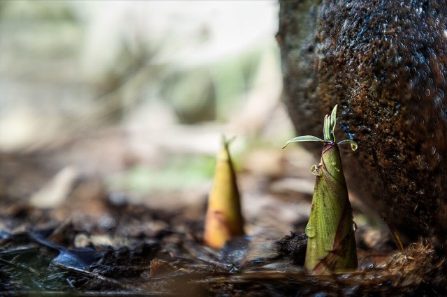 Bi quyet xao mang ngon, khong dang