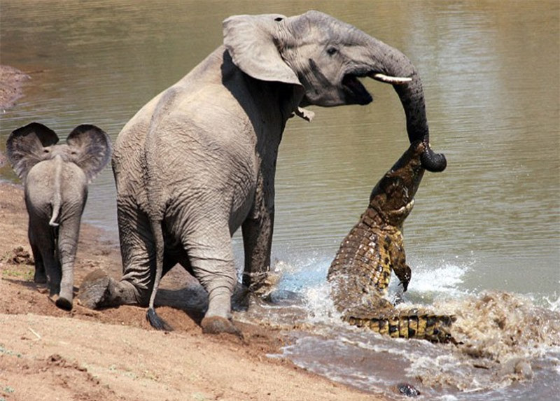 Canh hiem gap: Voi “cau” duoc ca sau khi dang uong nuoc