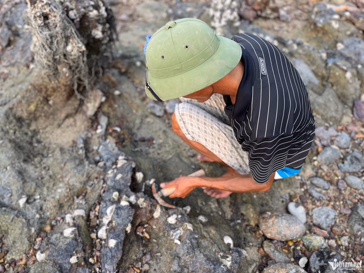 Ngoài các loại ốc, du khách cũng có thể thử đi cậy hà – món đặc sản của Quảng Ninh. 