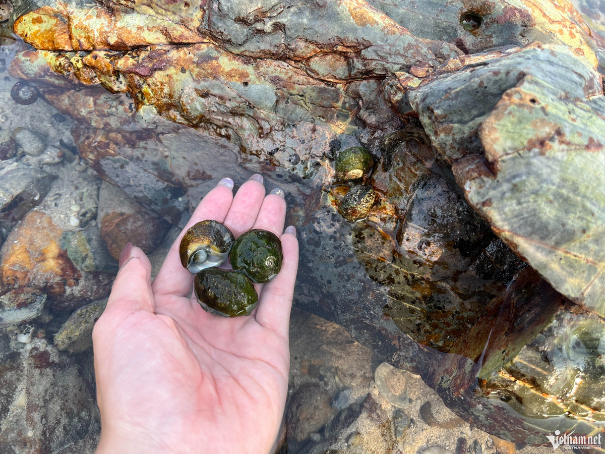 Ngoài tắm biển, đi dạo thăm quan, tại 7 Sao du khách cũng có thể trải nghiệm đi bắt ốc. Nằm lẫn trong những bãi đá, bãi cắt quanh đảo là rất nhiều những loại ốc như ốc đá. Chỉ cần đi một lúc là có thể nhặt đầy một giỏ ốc mang về, sau đó hấp ăn ngay tại chỗ để cảm nhận được vị ngọt, vị tươi sẽ là trải nghiệm khiến nhiều người thích thú. 