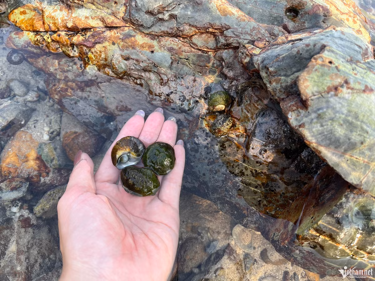 Ngoài tắm biển, đi dạo thăm quan, tại 7 Sao du khách cũng có thể trải nghiệm đi bắt ốc. Nằm lẫn trong những bãi đá, bãi cắt quanh đảo là rất nhiều những loại ốc như ốc đá. Chỉ cần đi một lúc là có thể nhặt đầy một giỏ ốc mang về, sau đó hấp ăn ngay tại chỗ để cảm nhận được vị ngọt, vị tươi sẽ là trải nghiệm khiến nhiều người thích thú. 