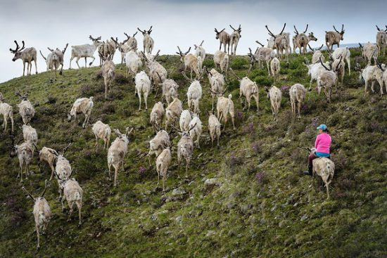 Với tộc người Dukha, lối sống du mục, chăn nuôi tuần lộc được xem là truyền thống văn hóa của tổ tiên. Không có quá nhiều cộng đồng nhỏ bé như thế này còn tồn tại trong đời sống hiện đại. Người ta gọi tộc Dukha là những người chăn tuần lộc cuối cùng của Mông Cổ, thậm chí là của cả thế giới.