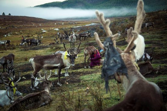 Tuần lộc là phương tiện vận chuyển, là nguồn cung cấp sữa quan trọng của người dân Dukha. Tộc người này rất tự hào về truyền thống du mục, chăn nuôi tuần lộc của mình.