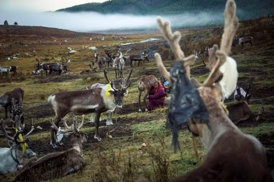 Tuần lộc là phương tiện vận chuyển, là nguồn cung cấp sữa quan trọng của người dân Dukha. Tộc người này rất tự hào về truyền thống du mục, chăn nuôi tuần lộc của mình.