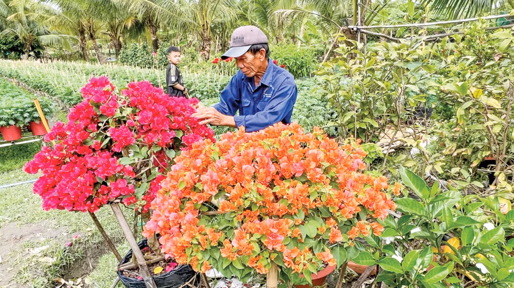 Nhieu mo hinh hoa kieng dat doanh thu 800 trieu -2,5 ti dong/ha