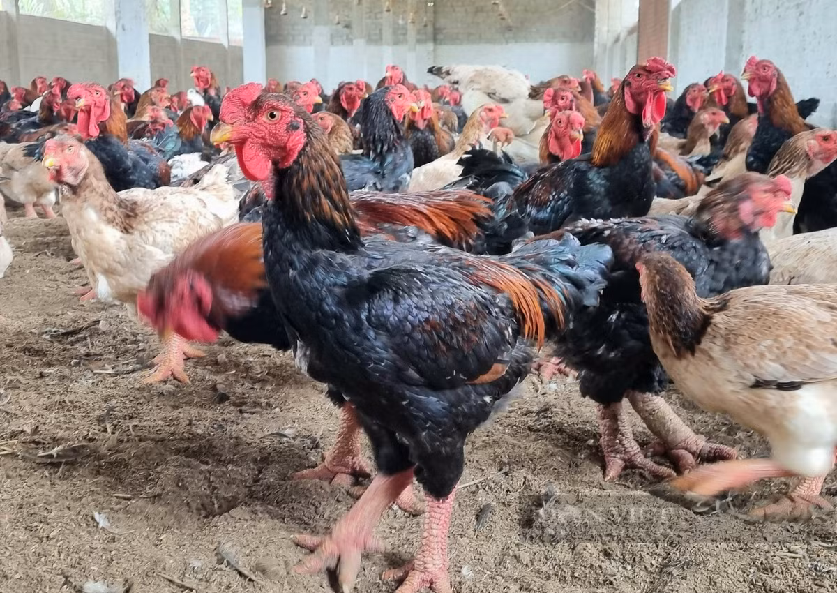  Chất lượng thịt: Thịt gà Đông Tảo rất ngon, có độ dai, ngọt, và đặc biệt là hương vị rất riêng biệt. Đặc biệt, gà Đông Tảo được ưa chuộng trong các dịp lễ tết, tiệc tùng hoặc làm quà biếu cao cấp. Món thịt gà này được đánh giá là ngon và bổ dưỡng hơn các loại gà thông thường. 