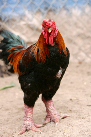  Chân gà đặc biệt: Một trong những đặc điểm nổi bật của gà Đông Tảo là đôi chân to và rất đặc biệt. Đôi chân này không chỉ làm cho gà trông ấn tượng, mà còn được cho là một yếu tố quan trọng trong việc tạo ra giá trị. Nhiều người cho rằng đôi chân to của gà Đông Tảo có tác dụng tốt cho sức khỏe, do vậy cũng làm tăng sự hấp dẫn của chúng.