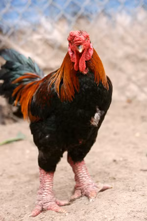  Chân gà đặc biệt: Một trong những đặc điểm nổi bật của gà Đông Tảo là đôi chân to và rất đặc biệt. Đôi chân này không chỉ làm cho gà trông ấn tượng, mà còn được cho là một yếu tố quan trọng trong việc tạo ra giá trị. Nhiều người cho rằng đôi chân to của gà Đông Tảo có tác dụng tốt cho sức khỏe, do vậy cũng làm tăng sự hấp dẫn của chúng.