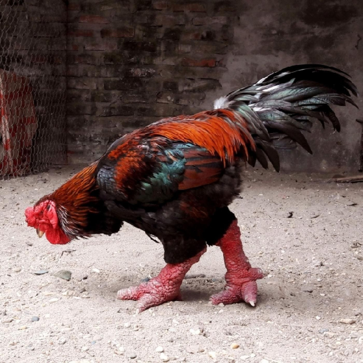 br/> Tính biểu tượng: Gà Đông Tảo còn có giá trị biểu tượng trong văn hóa Việt Nam, đặc biệt là trong các dịp lễ Tết, vì chúng tượng trưng cho sự thịnh vượng, may mắn và phú quý. Chính vì vậy, nhu cầu tiêu thụ gà Đông Tảo trong những dịp đặc biệt luôn cao, điều này cũng góp phần đẩy giá của chúng lên. 