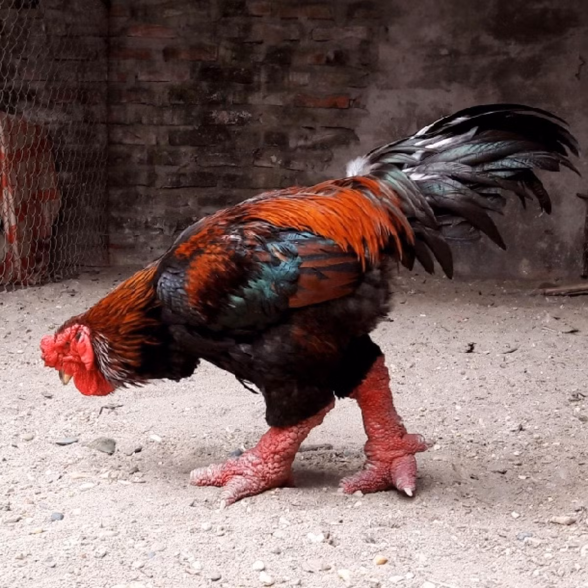 br/> Tính biểu tượng: Gà Đông Tảo còn có giá trị biểu tượng trong văn hóa Việt Nam, đặc biệt là trong các dịp lễ Tết, vì chúng tượng trưng cho sự thịnh vượng, may mắn và phú quý. Chính vì vậy, nhu cầu tiêu thụ gà Đông Tảo trong những dịp đặc biệt luôn cao, điều này cũng góp phần đẩy giá của chúng lên. 