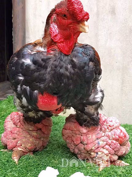  Giống gà quý hiếm và độc đáo: Gà Đông Tảo là một giống gà bản địa, chỉ được nuôi chủ yếu ở một số vùng nhất định, đặc biệt là ở huyện Đông Tảo, tỉnh Hưng Yên. Chúng có bộ lông đẹp, chân to, và hình dáng rất đặc biệt, khiến chúng trở thành một món hàng quý hiếm. Chỉ có một số ít nơi nuôi giống gà này. 