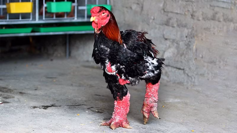 Gà Đông Tảo có giá đắt đỏ vì nhiều lý do đặc biệt. Dưới đây là những yếu tố chính góp phần làm nên giá trị cao của giống gà này: 