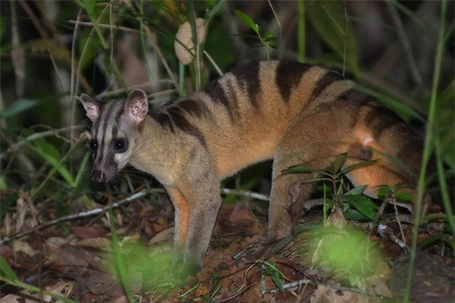br/> Cầy vằn Nam (Hemigalus derbyanus): Địa bàn sinh sống của cầy vằn Nam ở Việt Nam đến nay vẫn chưa thể xác định chính xác. Nhưng ở một bảo tàng tự nhiên của Hungary có lưu giữ mẫu vật về cầy vằn Nam được sưu tầm ở Sài Gòn năm 1870. Hiện loài này nằm trong Sách đỏ Thế giới, ở diện sắp bị đe dọa.