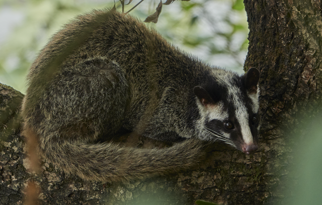br/> Cầy vòi mốc (Paguma larvata): Cầy vòi mốc dài 65 – 75cm, xuất hiện ở hầu khắp tất cả các khu rừng tại Việt Nam. Tình trạng bảo tồn của nó trong Sách đỏ Thế giới là ít quan tâm.