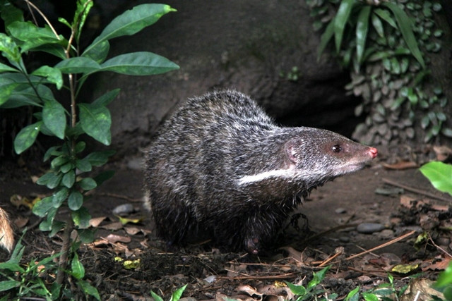 br/> Cầy móc cua (Herpestes urva): Cầy móc cua sống gần nước, gần như xuất hiện ở mọi khu rừng tại Việt Nam. Nó đang là động vật nằm trong Sách đỏ Thế giới, diện ít quan tâm. 