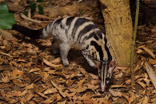 br/> Cầy vằn Bắc (Chrotogale owstoni): Cầy vằn Bắc thuộc Sách đỏ Thế giới và nằm trong nhóm nguy cấp. Chúng được thu mẫu ở Lào Cai, Yên Bái, Tuyên Quang, Lạng Sơn, Phú Thọ, Gia Lai, Lâm Đồng. Loài này dài từ 47 – 57cm.